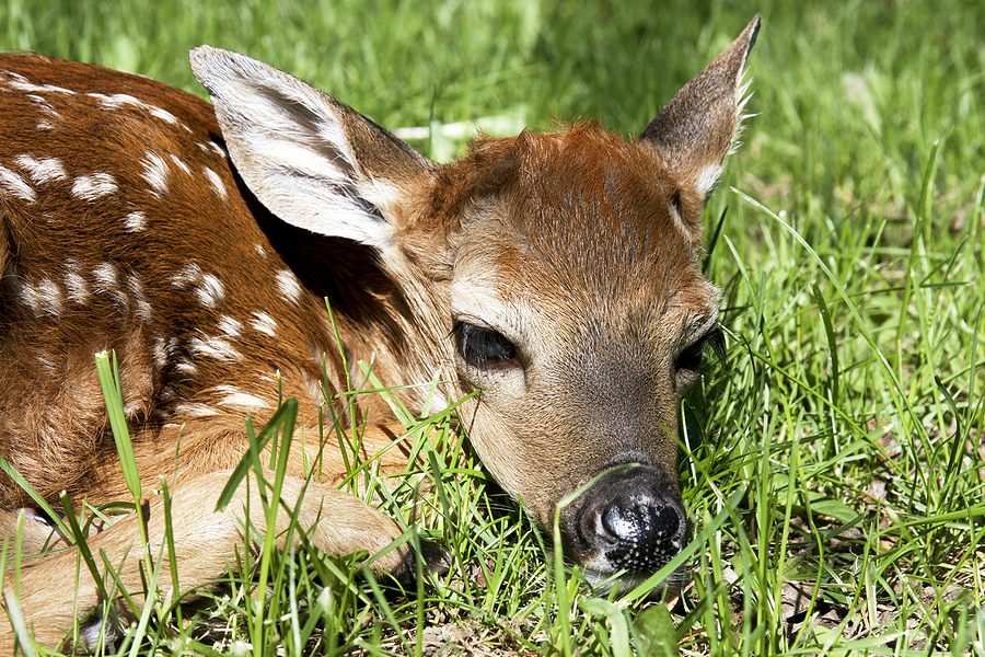 Whitetail Deer fawn closeup laying on a grass field
