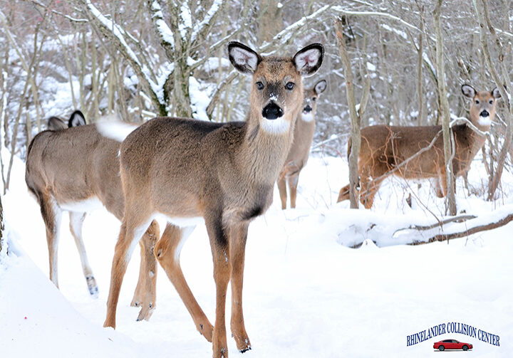 A group of whitetail deer in the woods with winter snow.